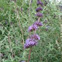 Buddleja davidii 'Nahno Blue' fleur P13